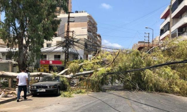 سقوط شجرة معمرة يقطع الطريق في صور