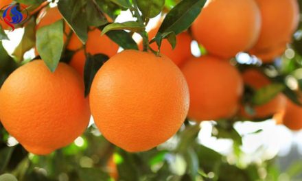 البرتقال.. لصحة العيون