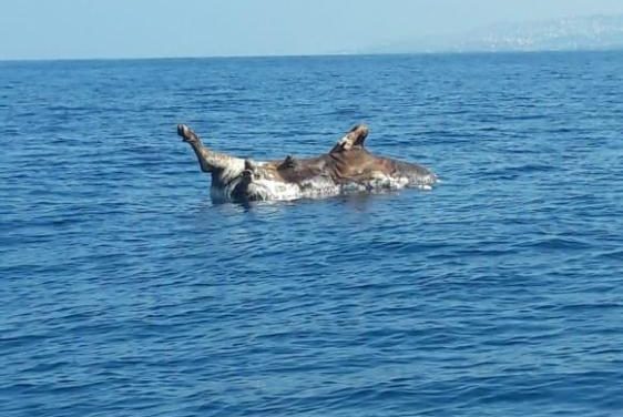 بقرة نافقة عائمة في البحر شمال صور