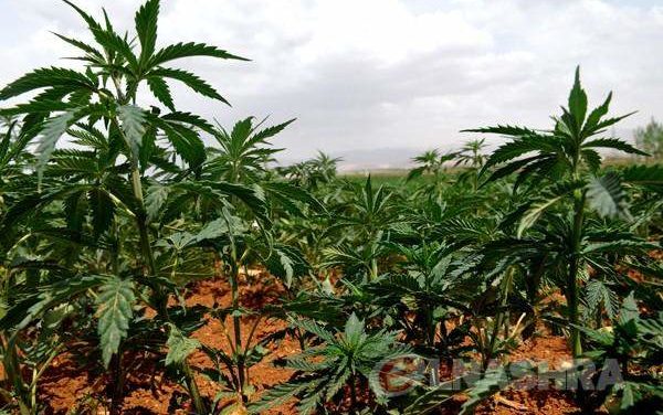 بري أحال إقتراح قانون زراعة الحشيشة الى اللجان المشتركة