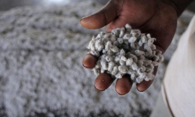 بذور القطن غذاء البشر مستقبلاً