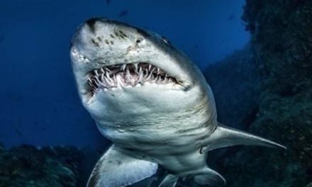 هل يقضي الحمض النووي لأسماك القرش على “السرطان”؟