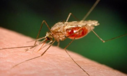 “الملاريا” في لبنان؟!