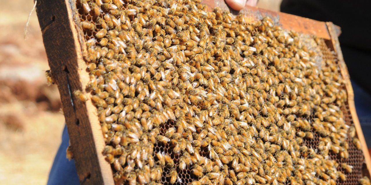 تربية النحل في الجنوب… والقفران في مهب الريح