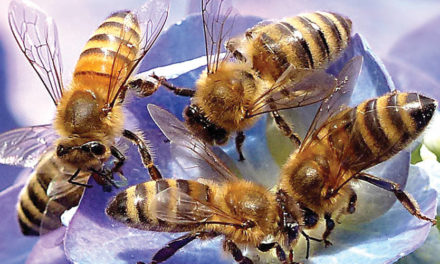 تناقص أعداد النحل يهدد إمدادات الغذاء العالمية
