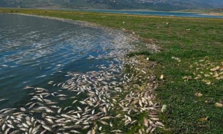 بعد نفوق أسماك في بحيرة القرعون… “الصحة” تنبّه