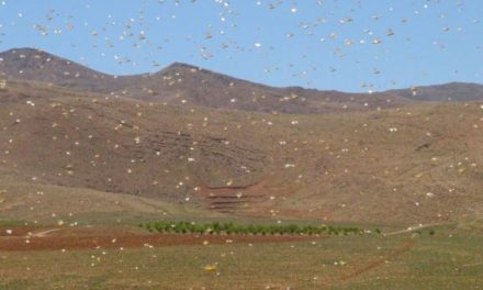 لبنان ينجو: الجراد ينحسر و”الفاو” تتابع الرصد