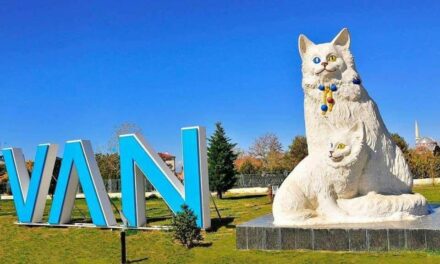 ! ‎بين القط الأرمني …والهوية المفقودة