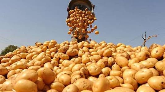بعد ما أثير عن استيراد البطاطا المصرية… “الزراعة” توضح