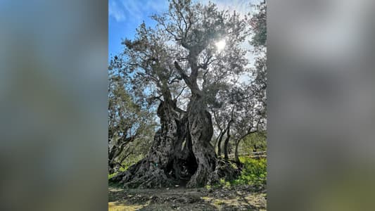 أقدم أشجار الزيتون في العالم… قد تكون في لبنان!