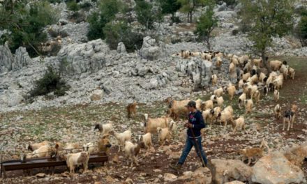 دورية للعدو تحتجز ماعز لراعٍ في كفرشوبا