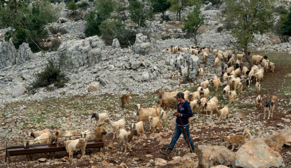 دورية للعدو تحتجز ماعز لراعٍ في كفرشوبا