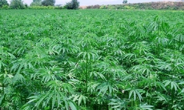 عصر الحشيشة مجددا الى لبنان، وجنبلاط أول المغردين..