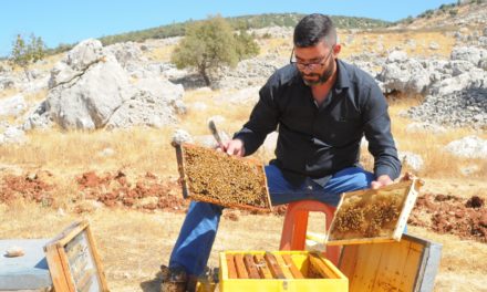 إعلان النحل أهم كائن حيّ على الأرض ناجي: لإجراءات حاسمة لحماية النحل…