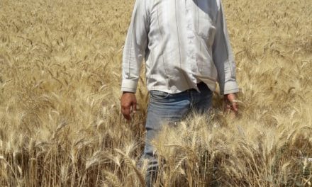 نقيب مزارعي القمح نجيب فارس: لعدم رمي أعقاب السجائر وحذار حرائق حقول القمح
