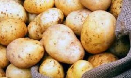 وزارة الإقتصاد تضبُط ٧ طن من البطاطا