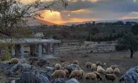 رحلة بلاد بشارة… ذكرى جنوبية في وادي التيم