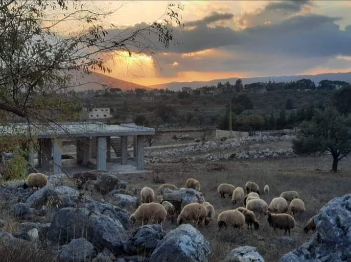 رحلة بلاد بشارة… ذكرى جنوبية في وادي التيم