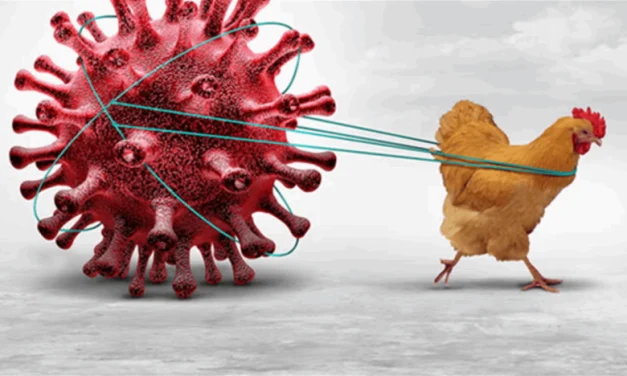 فيروس “H5N1″… العالم أمام وباء جديد “قاتل” هكذا يُمكن إيقافه