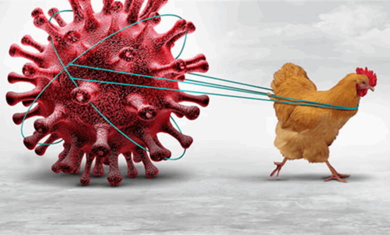فيروس “H5N1″… العالم أمام وباء جديد “قاتل” هكذا يُمكن إيقافه