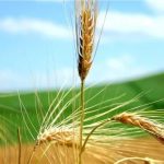 كتب نقولا أبو فيصل “حين يتكلّم التواضع من قلب الحياة”