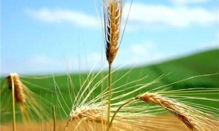 كتب نقولا أبو فيصل “حين يتكلّم التواضع من قلب الحياة”